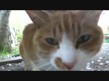 野外猫カフェを行脚してみた