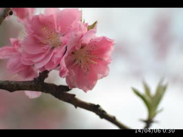【TS1055】桜と天体の生態系な話【寝落ち用】