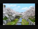 【バンディット1250S】バイクでお花見に行こう【愛知県】