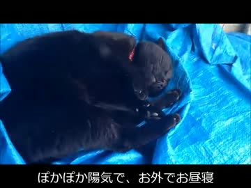 【従業猫】さつきのお昼寝