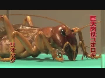 虫皇帝　カマキリの戦い　その４