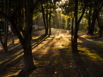 【NNIオリジナル曲】木漏れ日