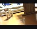 犬、飼い始めました。（テスト動画）