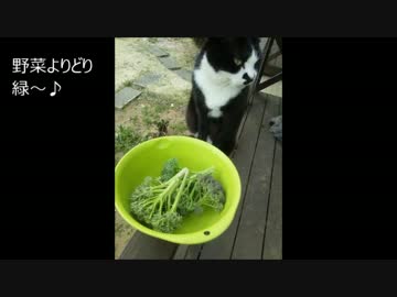 まったり田舎暮らし　その１１