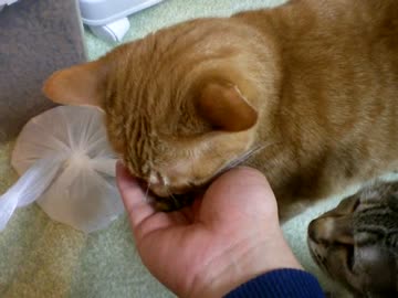 拾いねこ＠生後641/608日　珍しくはらぺこおおかみになった月音さん