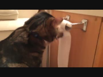猫がトイレットペーパーでイリュージョン