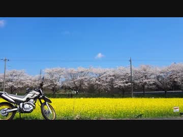 新しく買ったバイクで桜堤見に行ってきたよ