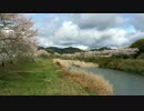 ひたすら花が散る動画