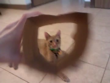 猫に穴の開いた箱を見せるとこうなります