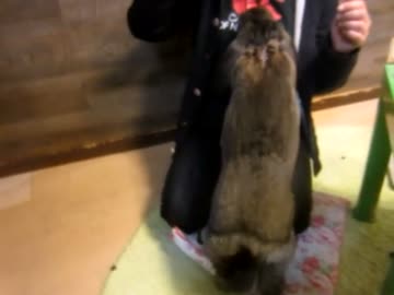 巨大なフレンチロップがいるうさぎカフェ『Ｒａ.ａ.ｇ.ｆ』