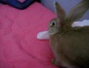 でっけぇウサギと幼女とおそそ