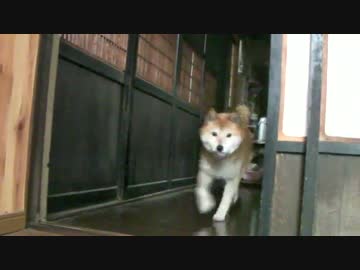 柴犬ジロー　オシッコしてご飯