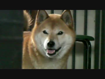 柴犬ジローとまったり3