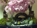 桜の盆景（盆栽・Bonsai・苔玉・Kokedama）.wmv