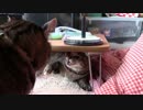 きょうの【蒼民家の猫々】