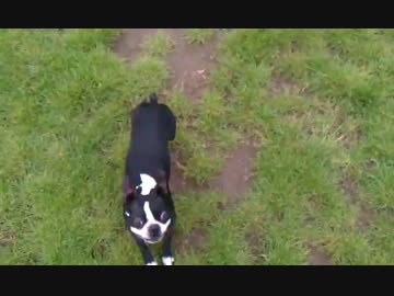 笑いの神が降りた犬(再UP)