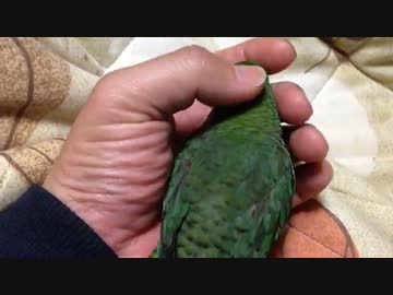 そいつなら俺の手の中で寝てるよ