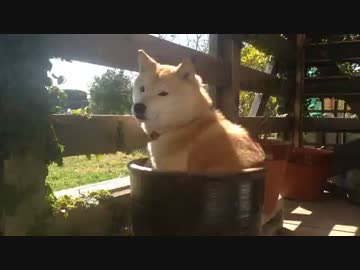 鉢犬の日常7
