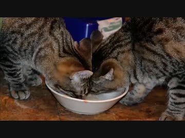 エサを取ったり取られたり、猫パンチされたりする動物達。