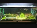 【水槽70】底床4種×水草7種→成長比較 Part2(7 plants growth on 4 different sands)