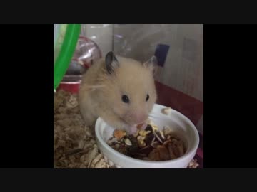 ニンジンを必死に食べるハム動画