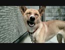 もっと愛犬ナナと暮らしましょう（2年と2日目）～ついに3年目へ～