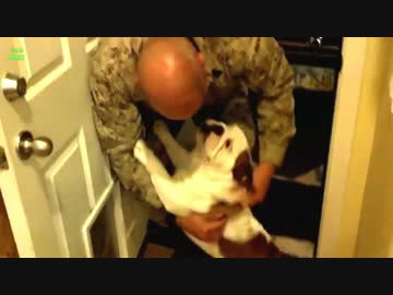 帰宅した兵士達を迎えるワンコ達　２０１４年版