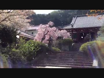 矢田寺の桜吹雪