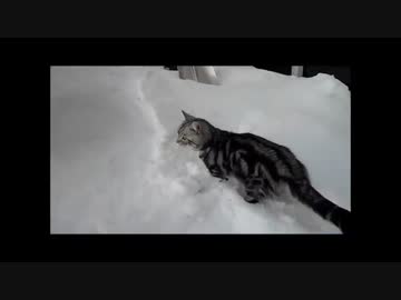 【ねこさんと暮らす】冬のまとめPart3・・雪かきは大変。