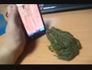 カエルがスマフォゲームに挑戦