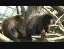 Paris zoo gets a makeover