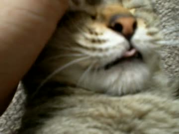 拾いねこ＠生後646/613日　舌をしまい忘れる月音さん可愛い