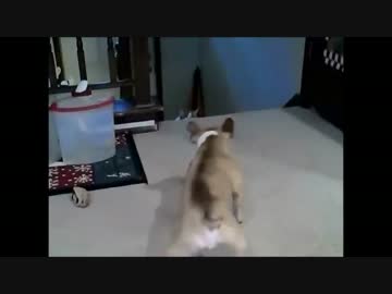 ビビリのくせに猫に喧嘩を売る犬  (再UP)