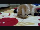 こねこ