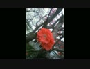 赤い花の満開の下