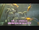 【サイズで打倒】カネヒラ繁殖育成・後編【日本三大湖】