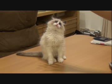 ラグドールのレオ　Vol.18 飼い主の右手をおもちゃにする子猫