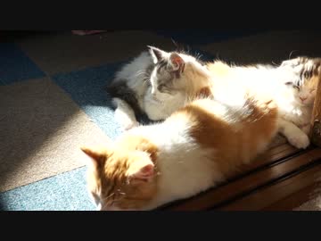 【リア獣】 西日　【猫万歳】