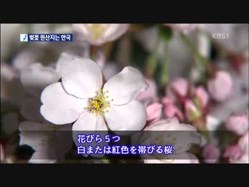 【韓国】日本桜の起源は韓国でした…日本が歪曲