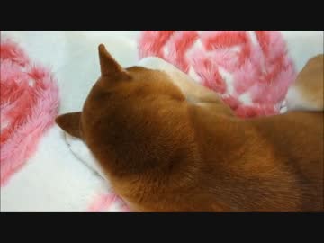 柴犬ひかりのこんがり寝姿