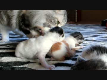 【リア獣】 ４ヶ月前　【猫万歳】