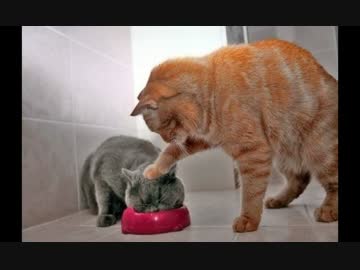 【猫】エサを譲り合ったら世界が平和になった【ぬこぬこ動画】