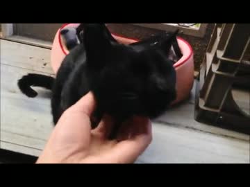 【従業猫】さつきの入獄