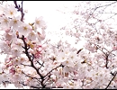 二人桜　【蒼姫ラピス】