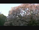 【バイク車載】千葉県印西市「吉高の大桜」