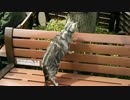 春のお出かけ猫