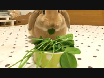 うさぎのきなこ １０ おやつのクローバー ニコニコ動画