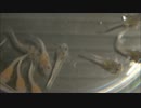 【水槽71】プレコまた産んだ　稚魚の観察 Part2【もりぞう】Fry of bushy Pleco