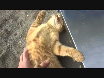 公園の野良猫をとことん甘やかしてみた