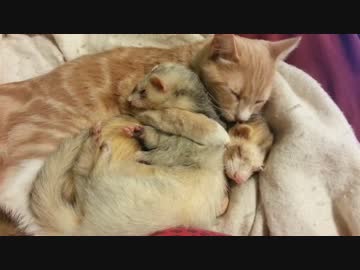 猫とフェレット
